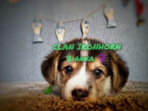 CLAN IRONHORN BIANKA со своей мамой, щенок вельш корги пемброк