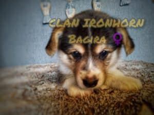 CLAN IRONHORN BAGIRA с мамой, щенок вельш корги пемброк
