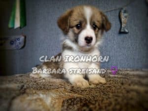 CLAN IRONHORN BARBRA STREISAND с мамой, щенок вельш корги пемброк