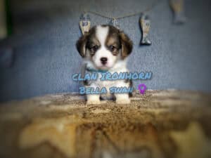 CLAN IRONHORN BELLA SWAN, 1 месяц, кормление щенка