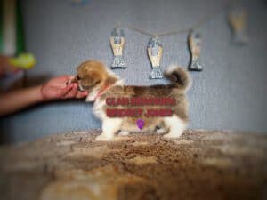 CLAN IRONHORN BRIDGET JONES, 1 месяц, щенок на мягкой подстилке