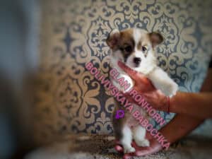 BOLIVIYSKAYA BABOCHKA N/B (Болли) с мамой, щенок вельш корги пемброк