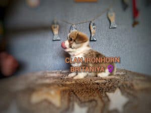 CLAN IRONHORN BRITANIYA среди братьев и сестёр, щенок вельш корги пемброк