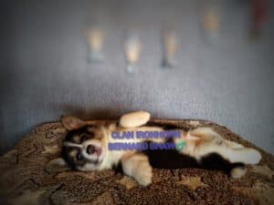 CLAN IRONHORN BERNARD SHAW, 1 месяц, щенок вельш-корги пемброк исследует окружающий мир