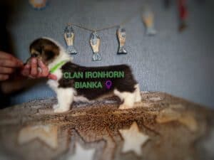 CLAN IRONHORN BIANKA исследует мир, щенок вельш корги пемброк