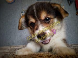 CLAN IRONHORN BAGIRA исследует мир, щенок вельш корги пемброк