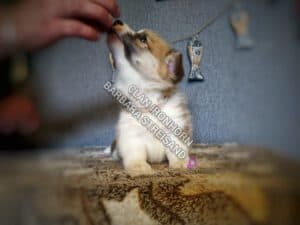 CLAN IRONHORN BARBRA STREISAND отдыхает, щенок вельш корги пемброк