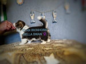 CLAN IRONHORN BELLA SWAN, 1 месяц, щенок на мягкой подстилке