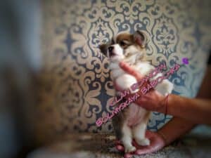 BOLIVIYSKAYA BABOCHKA N/B (Болли) исследует мир, щенок вельш корги пемброк