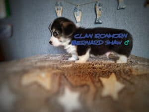 CLAN IRONHORN BERNARD SHAW, 1 месяц, щенок вельш-корги пемброк ест