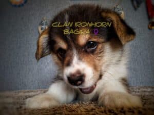 CLAN IRONHORN BAGIRA отдыхает, щенок вельш корги пемброк