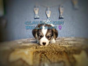 CLAN IRONHORN BELLA SWAN, 1 месяц, вельш-корги пемброк исследует свой дом