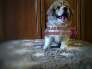 CLAN IRONHORN BRIDGET JONES, 1 месяц, новорождённый щенок вельш-корги пемброк