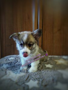 BOLIVIYSKAYA BABOCHKA N/B (Болли) отдыхает, щенок вельш корги пемброк