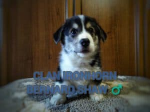 CLAN IRONHORN BERNARD SHAW, 1 месяц, щенок вельш-корги пемброк играет с сестрой