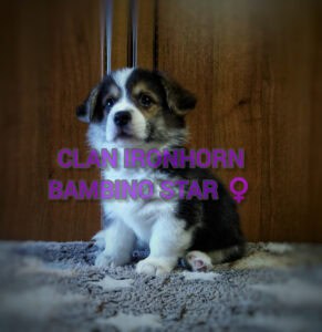CLAN IRONHORN BAMBINO STAR отдыхает, щенок вельш корги пемброк