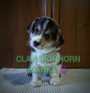 CLAN IRONHORN BIANKA отдыхает, щенок вельш корги пемброк