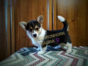 CLAN IRONHORN BAGIRA играет, щенок вельш корги пемброк