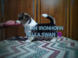 CLAN IRONHORN BELLA SWAN, 1 месяц, игра с братьями и сёстрами