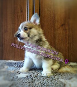 BOLIVIYSKAYA BABOCHKA N/B (Болли) играет, щенок вельш корги пемброк