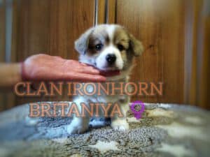CLAN IRONHORN BRITANIYA, щенок вельш корги пемброк, один месяц