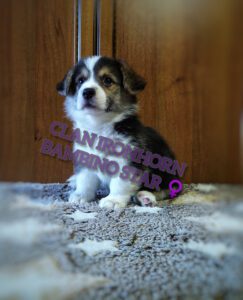 CLAN IRONHORN BAMBINO STAR играет, щенок вельш корги пемброк