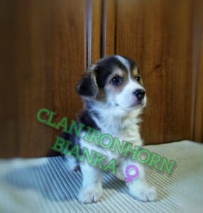 CLAN IRONHORN BIANKA играет, щенок вельш корги пемброк