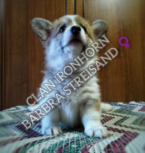 CLAN IRONHORN BARBRA STREISAND играет, щенок вельш корги пемброк