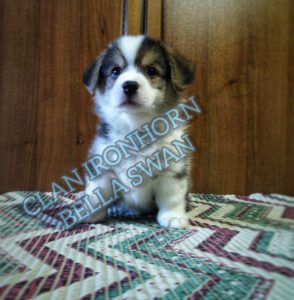 CLAN IRONHORN BELLA SWAN, 1 месяц, щенок вельш-корги пемброк с мамой