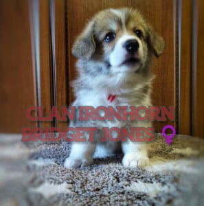 CLAN IRONHORN BRIDGET JONES, 1 месяц, щенок вельш-корги пемброк с мамой