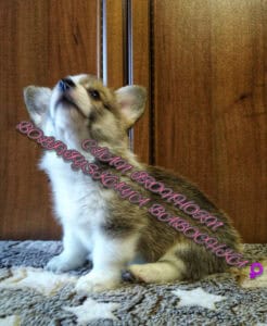 BOLIVIYSKAYA BABOCHKA N/B (Болли), щенок вельш корги пемброк, один месяц