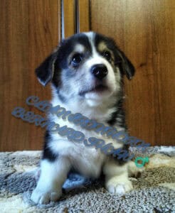 CLAN IRONHORN BERNARD SHAW, 1 месяц, щенок вельш-корги пемброк с мамой