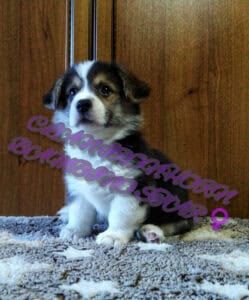 CLAN IRONHORN BAMBINO STAR, щенок вельш корги пемброк, один месяц