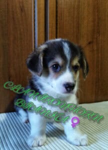 CLAN IRONHORN BIANKA, щенок вельш корги пемброк, один месяц