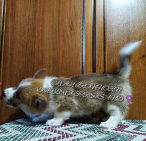 CLAN IRONHORN BARBRA STREISAND, щенок вельш корги пемброк, один месяц