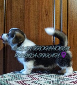 CLAN IRONHORN BELLA SWAN, 1 месяц, новорождённый щенок вельш-корги пемброк