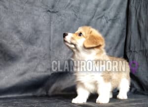 CLAN IRONHORN BRIDGET JONES, 2 месяца, щенок вельш-корги пемброк с игрушкой