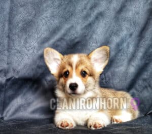 BOLIVIYSKAYA BABOCHKA N/B (Болли) отдыхает, щенок вельш корги пемброк