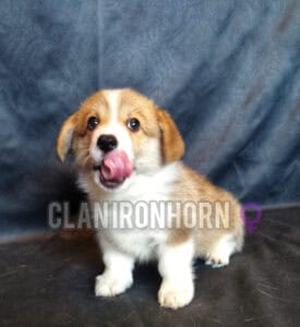 CLAN IRONHORN BRITANIYA отдыхает, щенок вельш корги пемброк