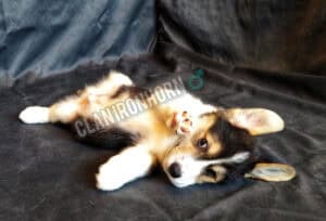 CLAN IRONHORN BERNARD SHAW, 2 месяца, щенок вельш-корги пемброк ест