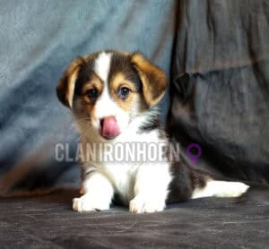 CLAN IRONHORN BAMBINO STAR играет, щенок вельш корги пемброк