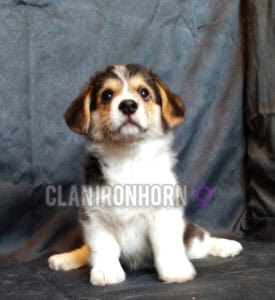 CLAN IRONHORN BIANKA отдыхает, щенок вельш корги пемброк