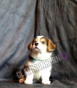 CLAN IRONHORN BELLA SWAN, 2 месяца, вельш-корги пемброк отдыхает