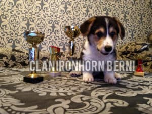 CLAN IRONHORN BERNARD SHAW, 2 месяца, щенок вельш-корги пемброк с заводчиком