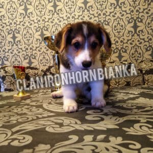 CLAN IRONHORN BIANKA играет, щенок вельш корги пемброк