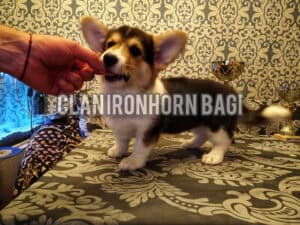 CLAN IRONHORN BAGIRA играет, щенок вельш корги пемброк