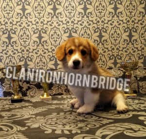 CLAN IRONHORN BRIDGET JONES, 2 месяца, щенок вельш-корги пемброк с игрушкой