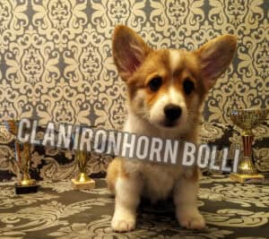 BOLIVIYSKAYA BABOCHKA N/B (Болли) играет, щенок вельш корги пемброк