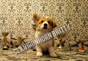 CLAN IRONHORN BRITANIYA играет, щенок вельш корги пемброк