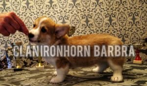 CLAN IRONHORN BARBRA STREISAND, щенок вельш корги пемброк, два месяца